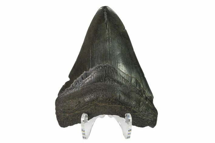 Fossil Megalodon Tooth - Georgia #144355